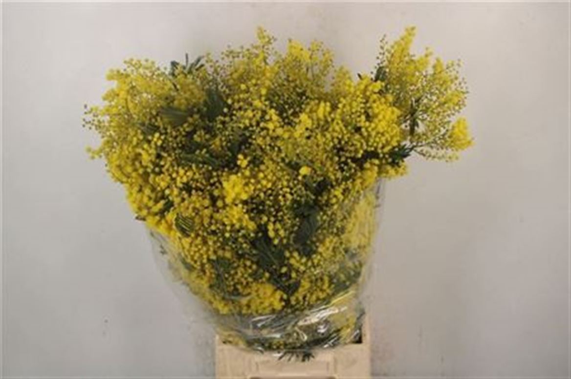 Acacia Baileyana Per Bunch 60cm 400gr.