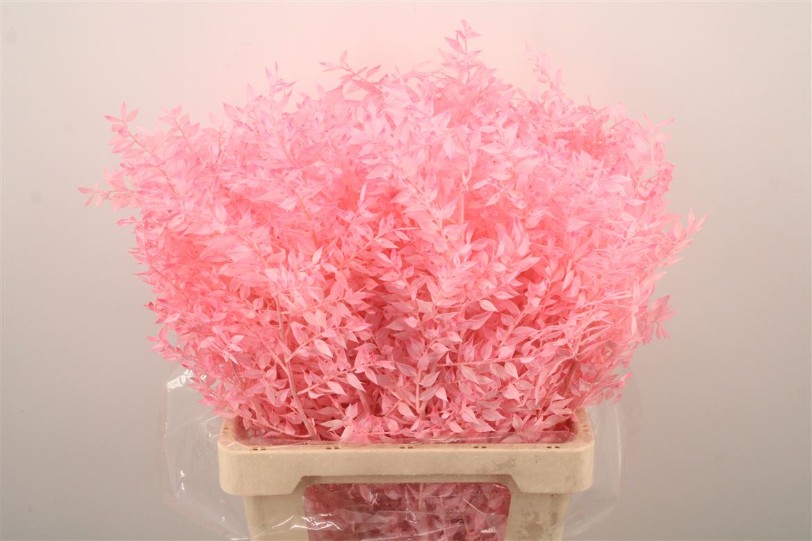 Ov Colrbehandeld 60cm