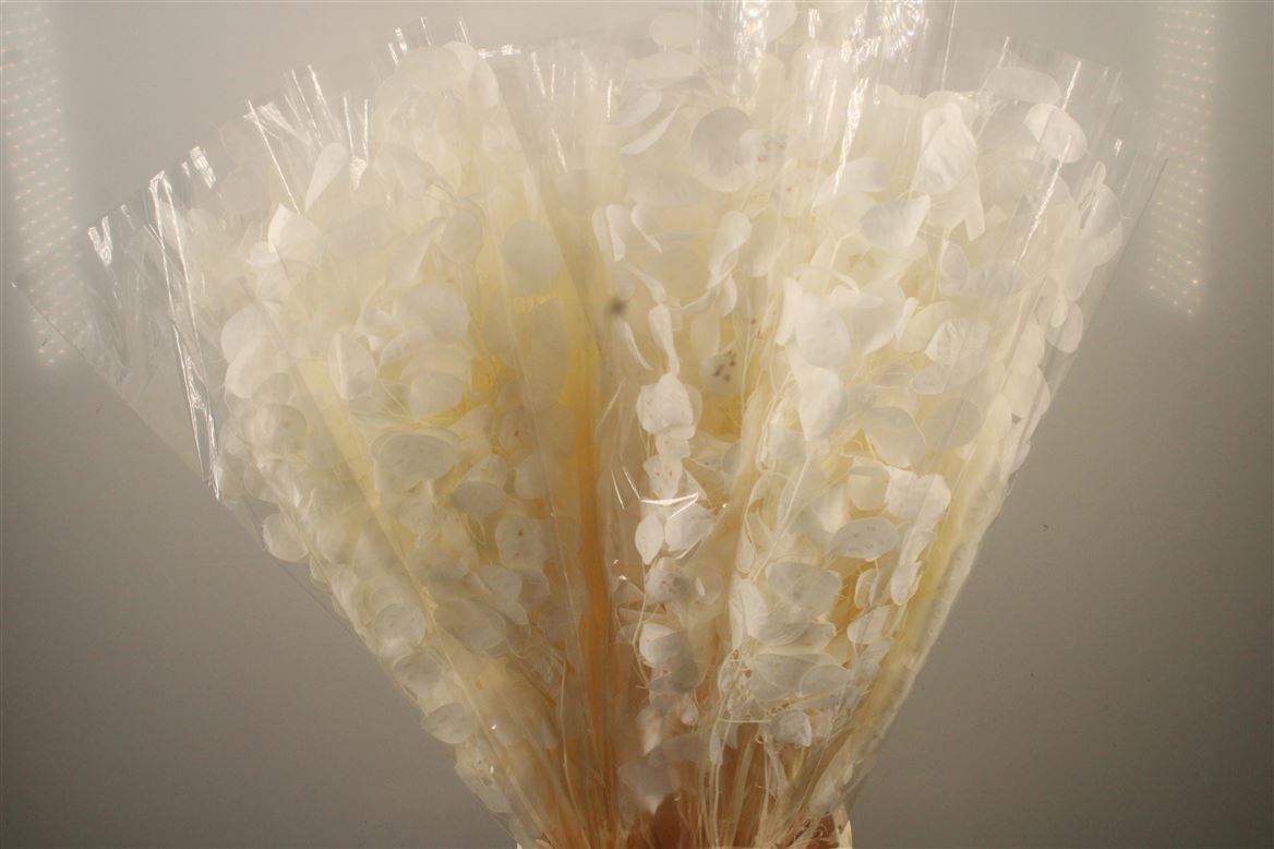 Dried/preserved Flowers Misc 60cm 200gram