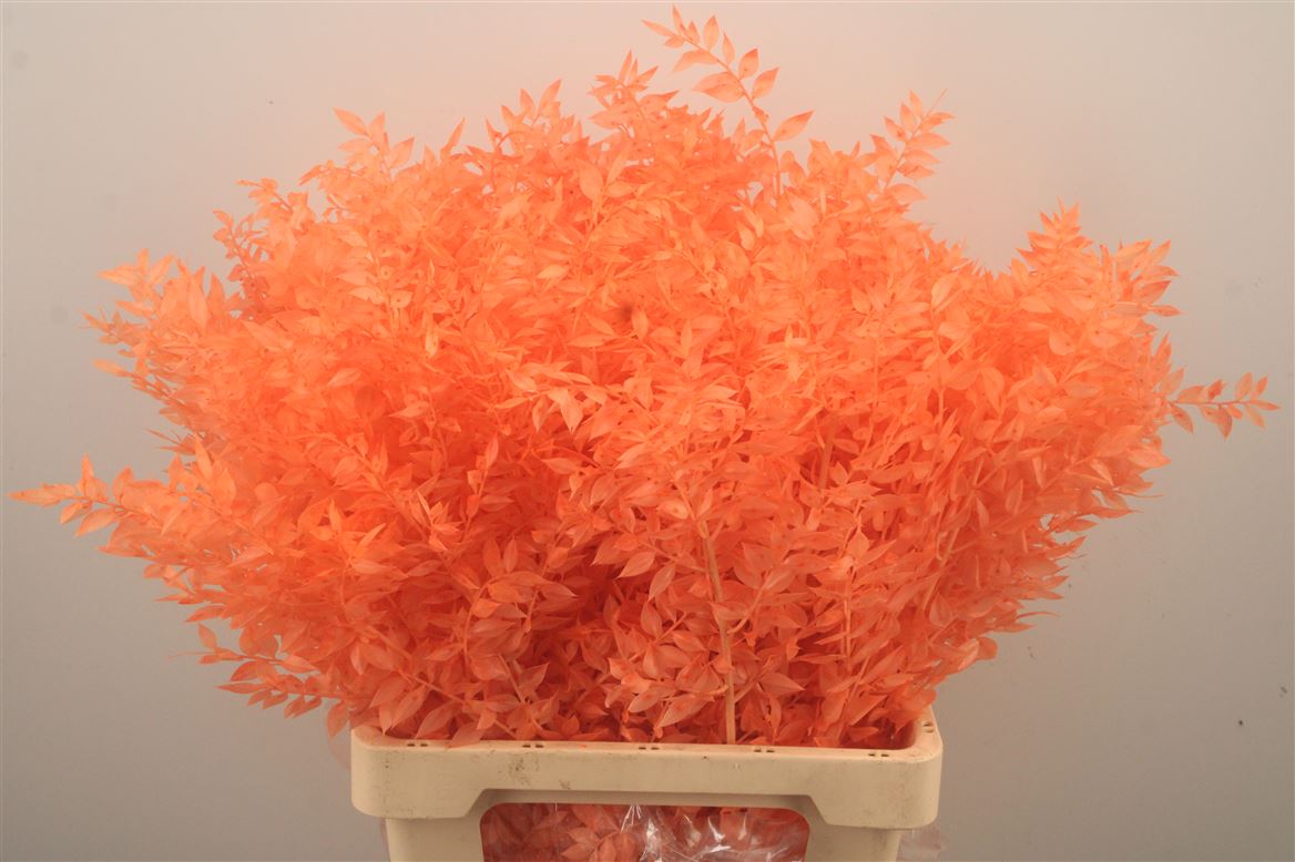 Ov Colrbehandeld 60cm