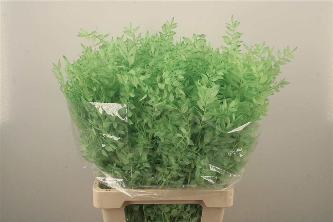 Ov Colrbehandeld 60cm