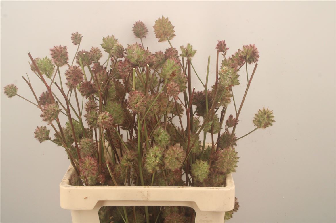 Glycyrrhiza Yunnanensis Licorice 70cm