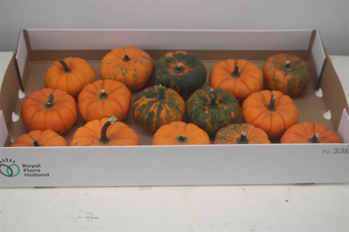 Cucurbita