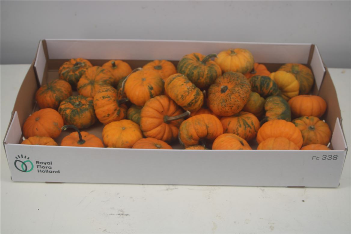 Cucurbita