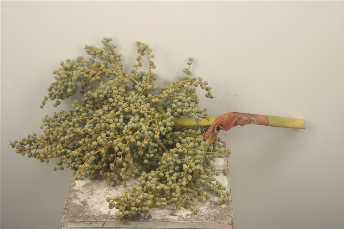 Dates Per Kilo