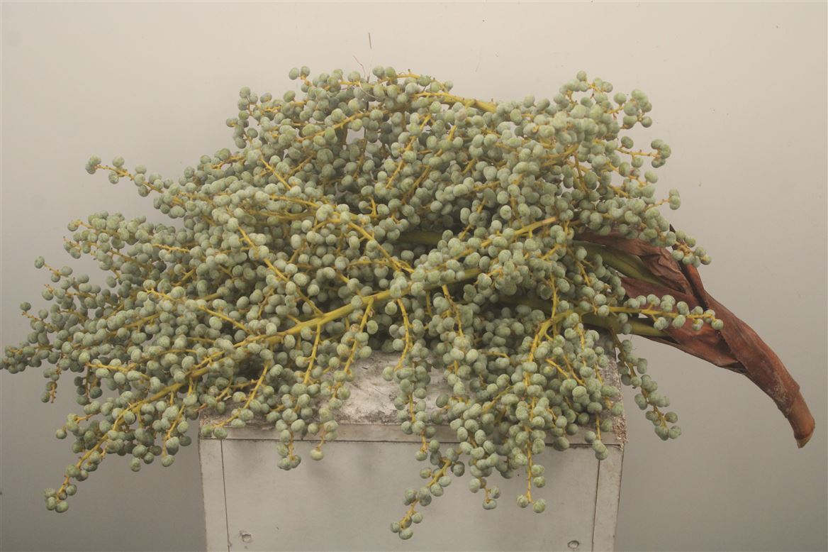 Dates Per Kilo