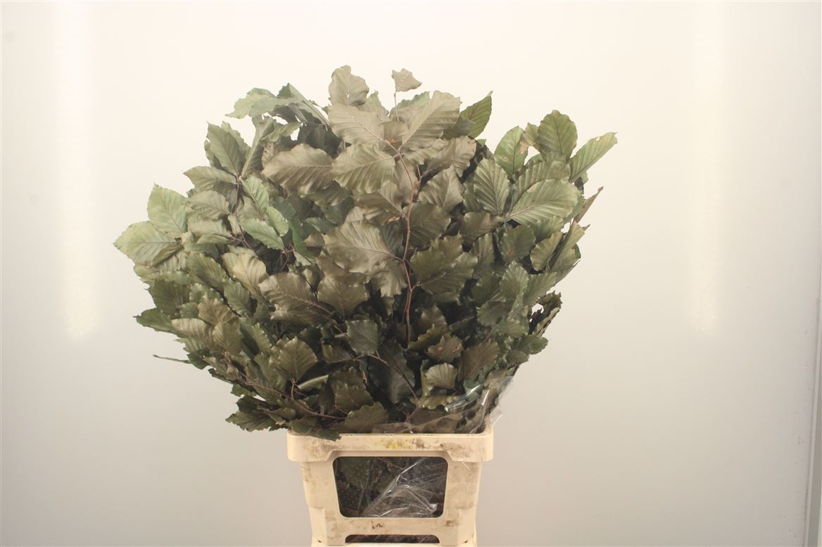 Euc Po Fru Klb Bs H% 70cm 200gram