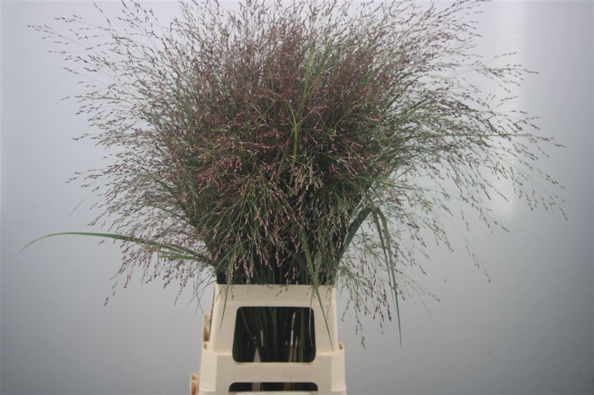 Panicum Warrior 90cm
