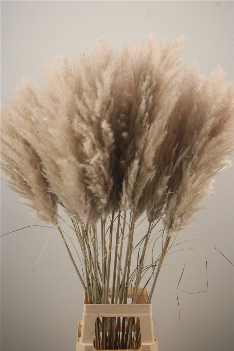 Cortaderia Selloana Evita 110cm