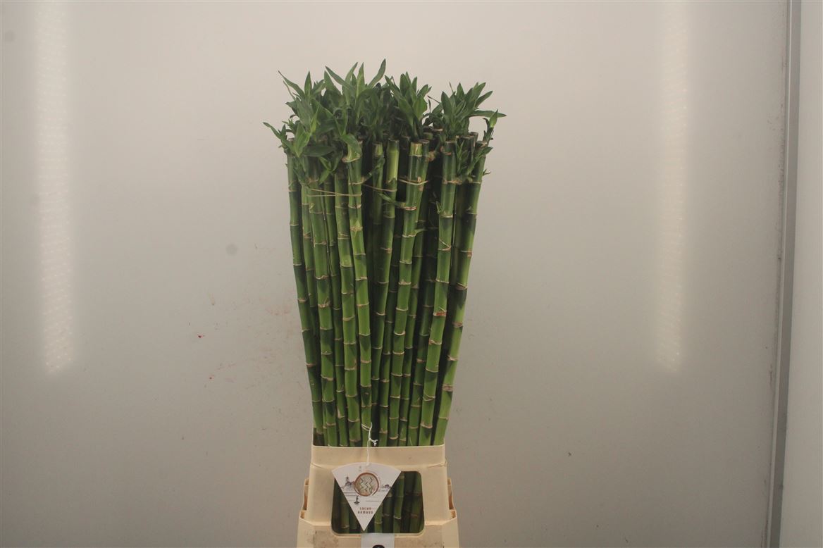 Dracaena Lucky Bamboo 90cm Straight