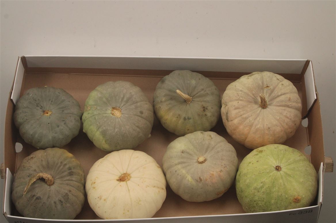 Cucurbita