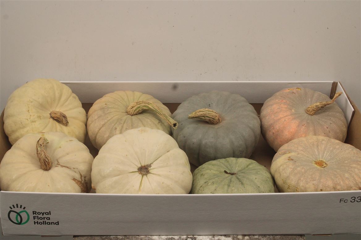 Cucurbita