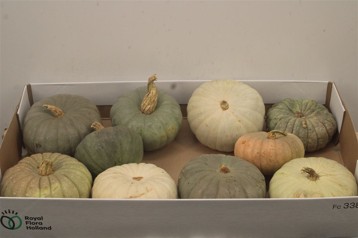 Cucurbita