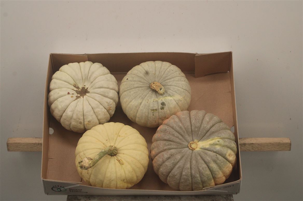 Cucurbita Pepo Jarrahdale 15cm