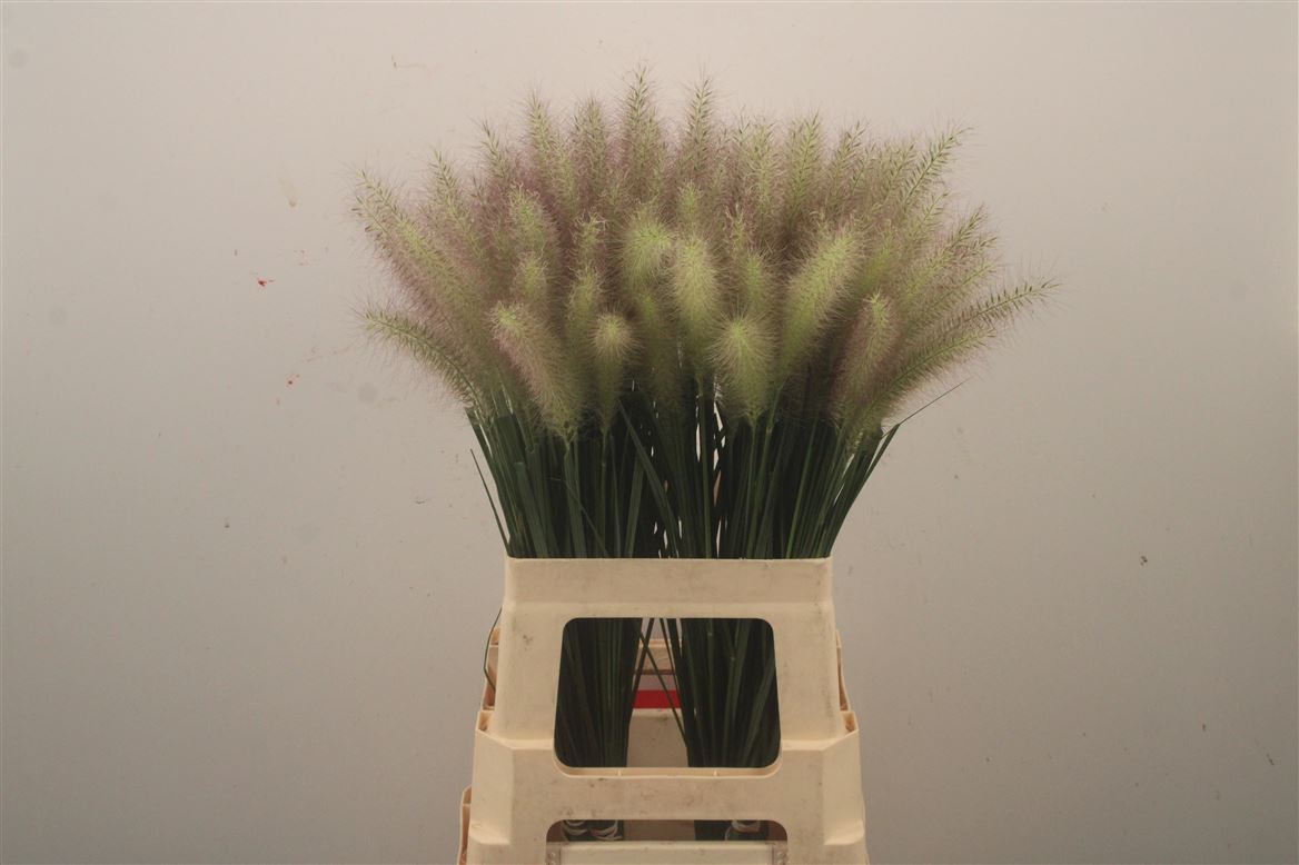 Pennisetum Blondie 70cm