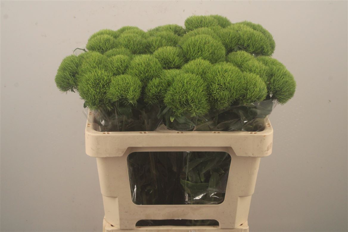 Dianthus Barb Kiwi Mellow 55cm
