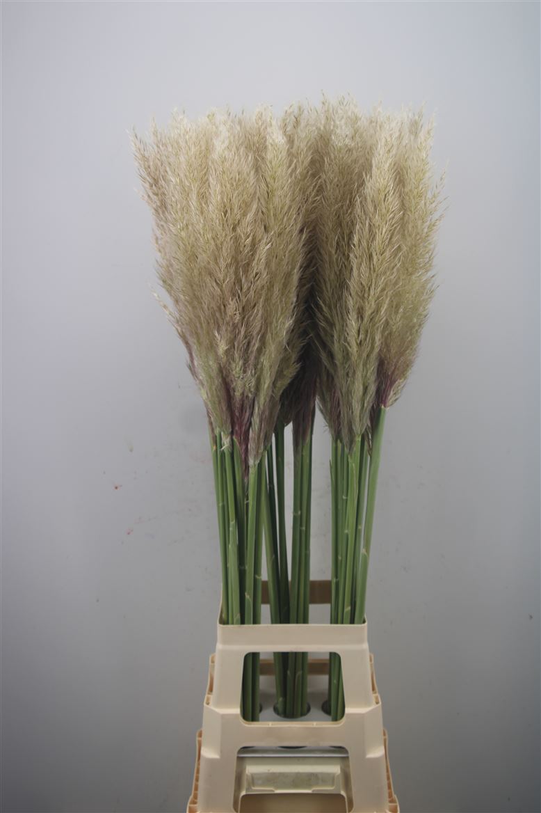 Cortaderia Selloana Evita 110cm