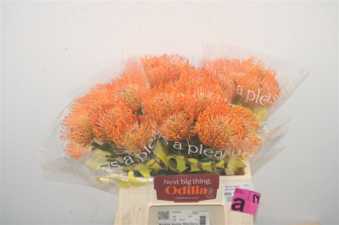 Leucospermum Ayoba Mandarin Zest 40cm