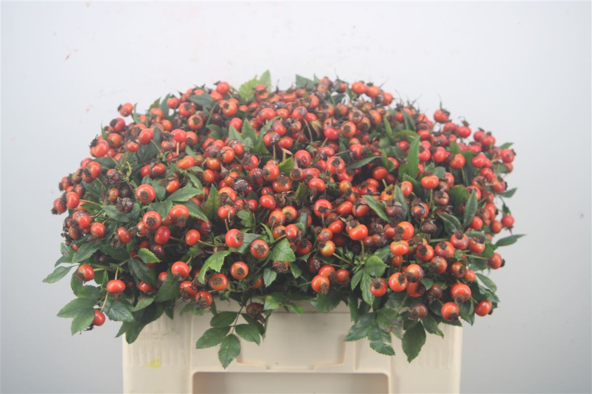 Rosa Magical Delight 55cm
