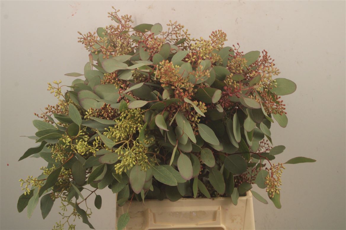 Eucalyptus Populus With Berry Per Bunch 55cm 150gr.