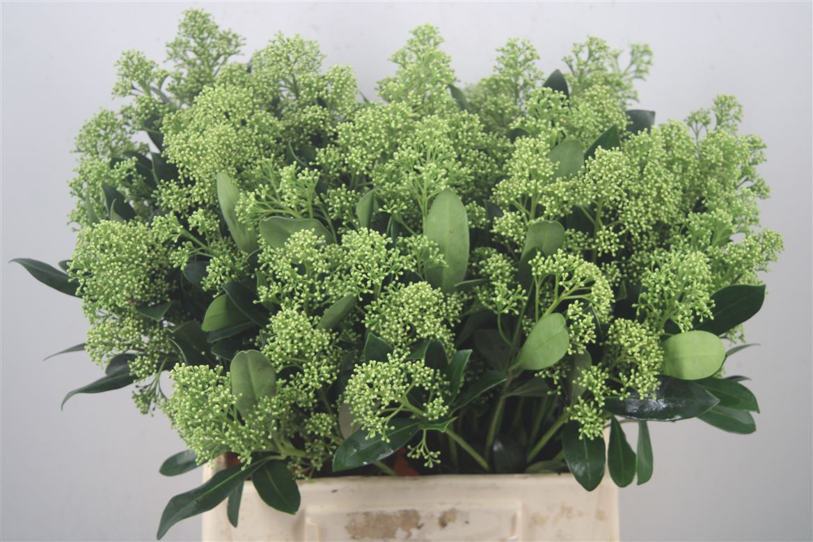 Skimmia Japonica Yuki Per Bunch 45cm