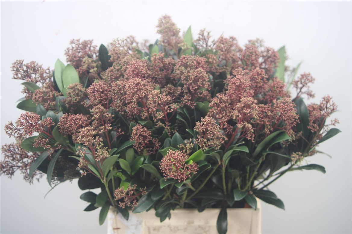 Skimmia Japonica Rubella Per Bunch 45cm