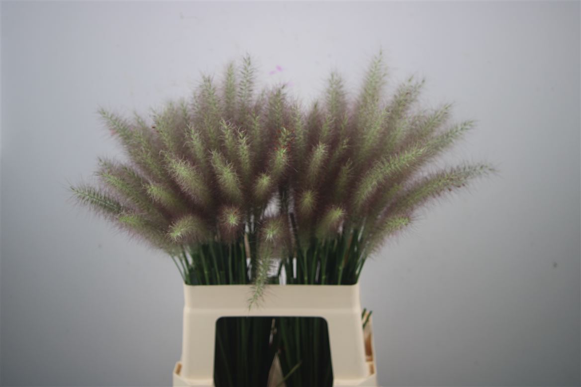 Pennisetum Blondie 65cm