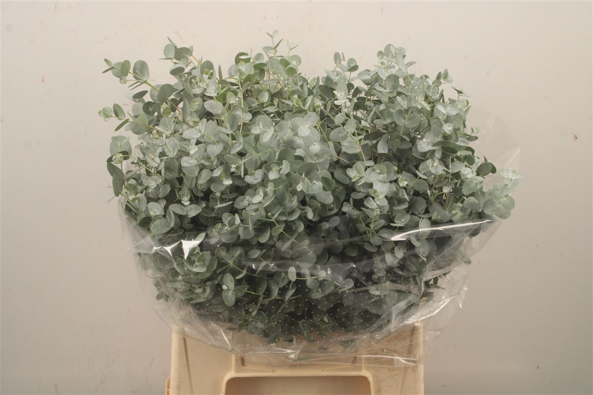 Eucalyptus Gunnii Per Bunch 50cm 150gr.