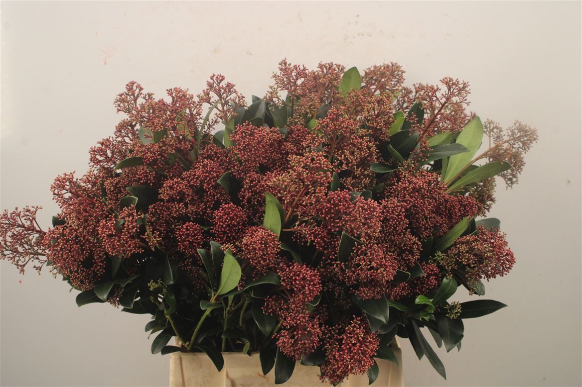 Skimmia Japonica Rubella Per Bunch 45cm