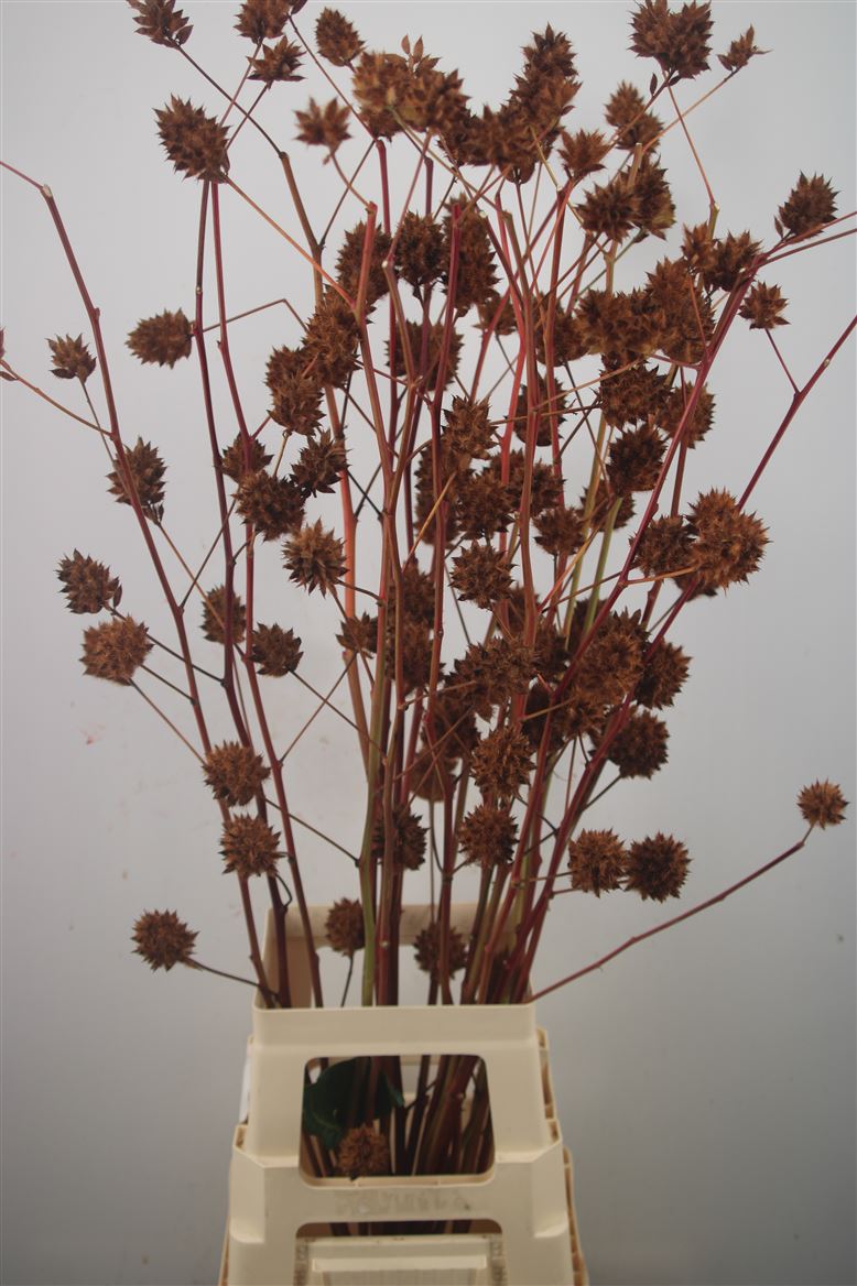 Glycyrrhiza Yunnanensis Licorice 100cm