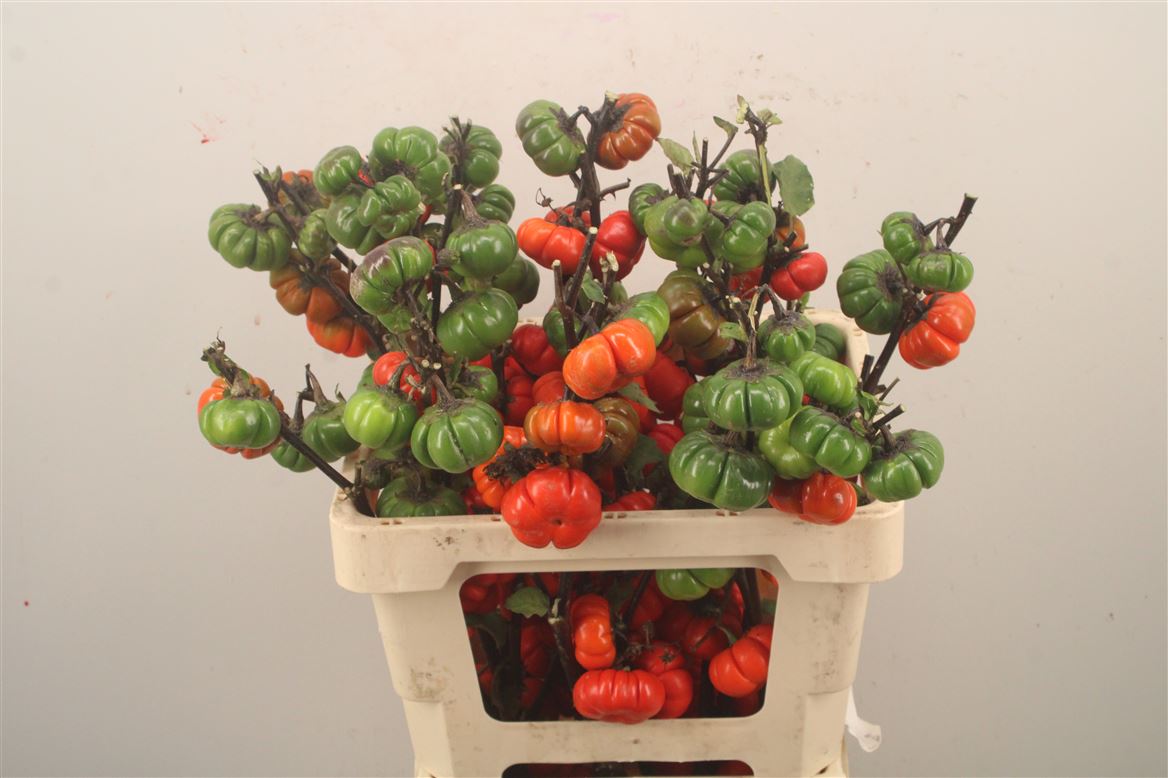 Solanum Integrifolium 60cm