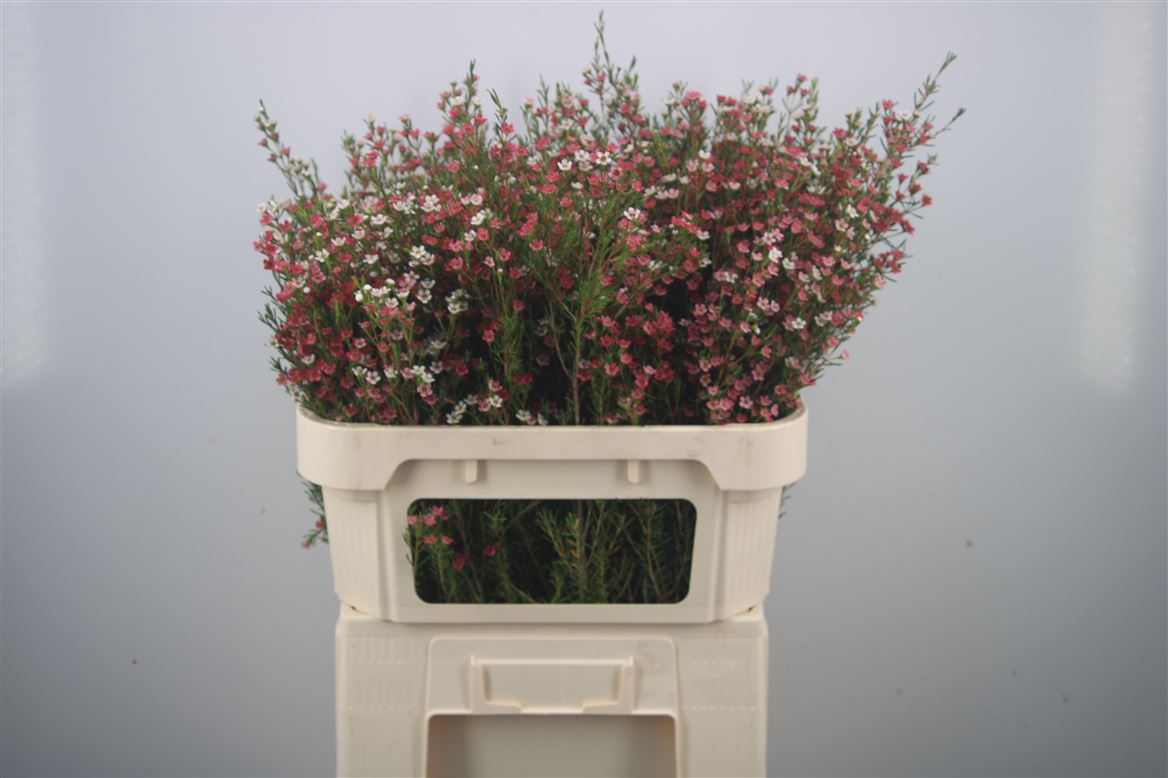 Chamelaucium My Sweet Sixteen 70cm 70gr.