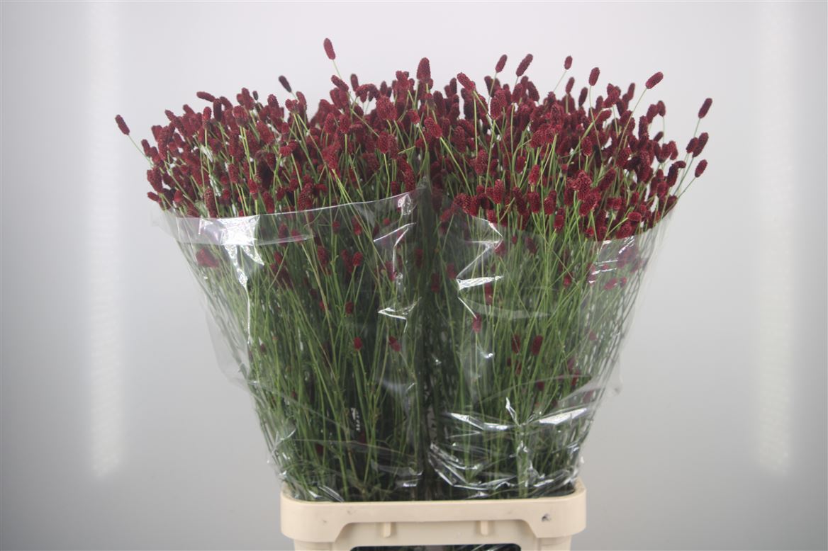 Sanguisorba Officinalis Scarlet Star 100cm