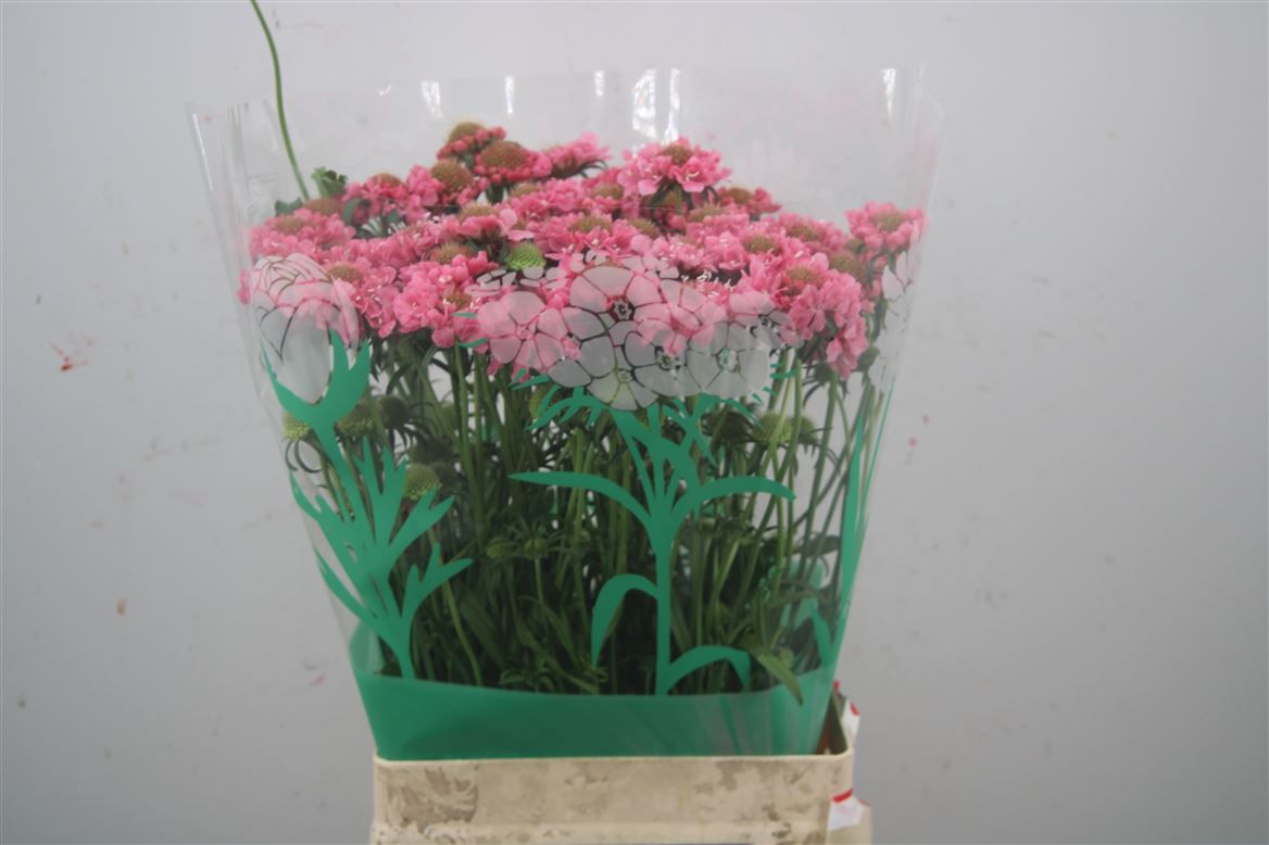 Scabiosa Focal Scoop Hot Pink 65cm