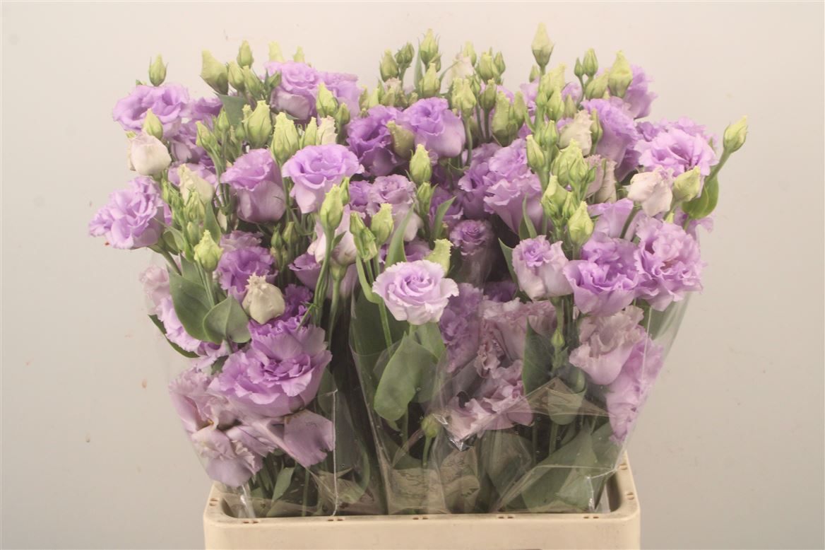 Eustoma Double Rosita Sweet Lavender 72cm