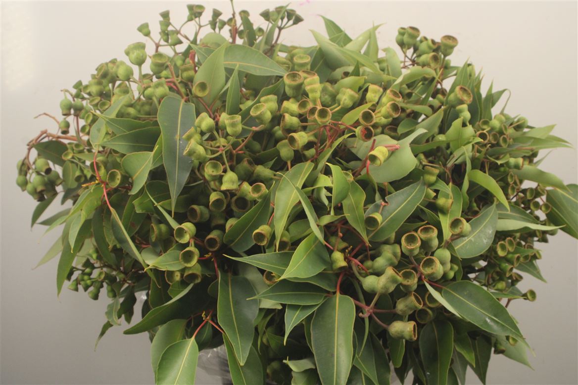 Eucalyptus Bnch Globulus 50cm 500gram
