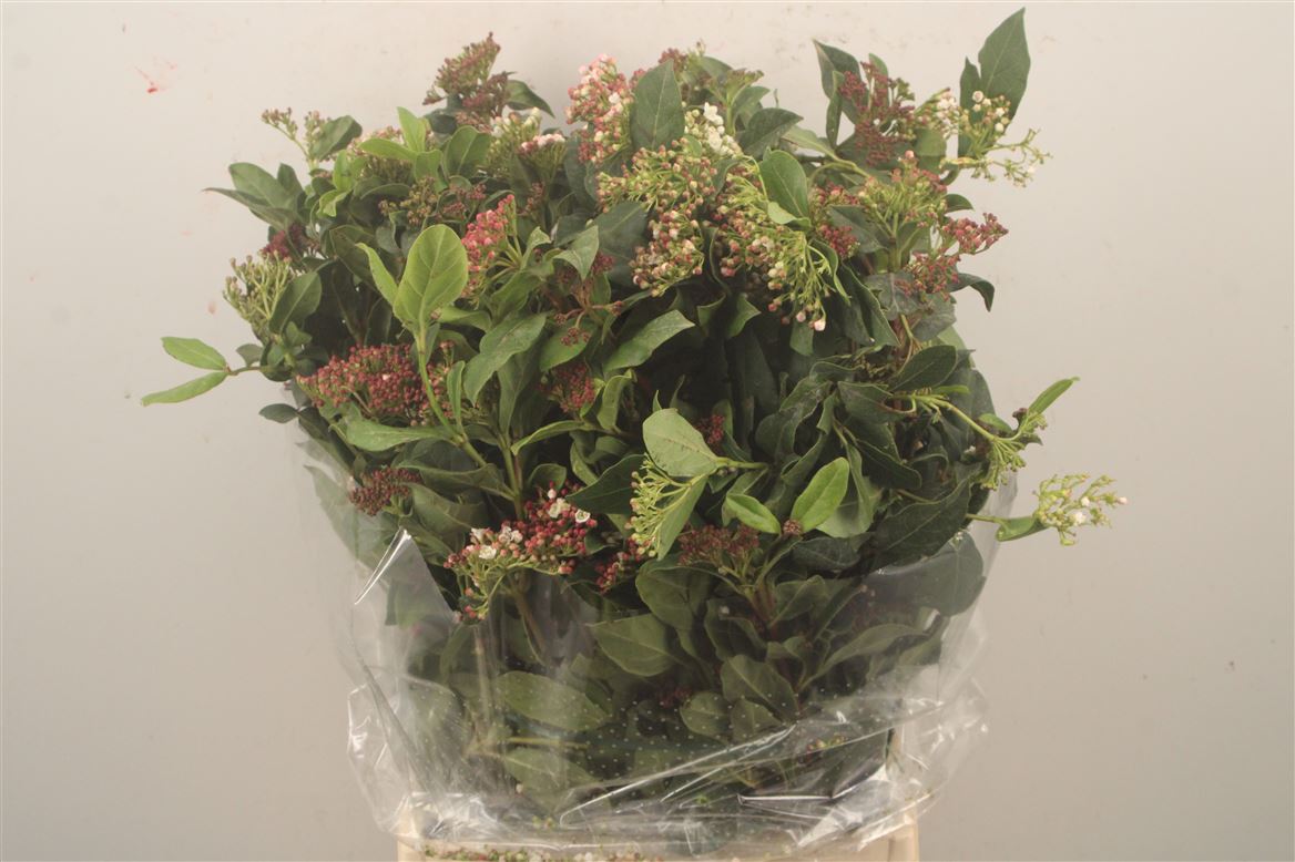Viburnum Tinus Per Bunch 55cm