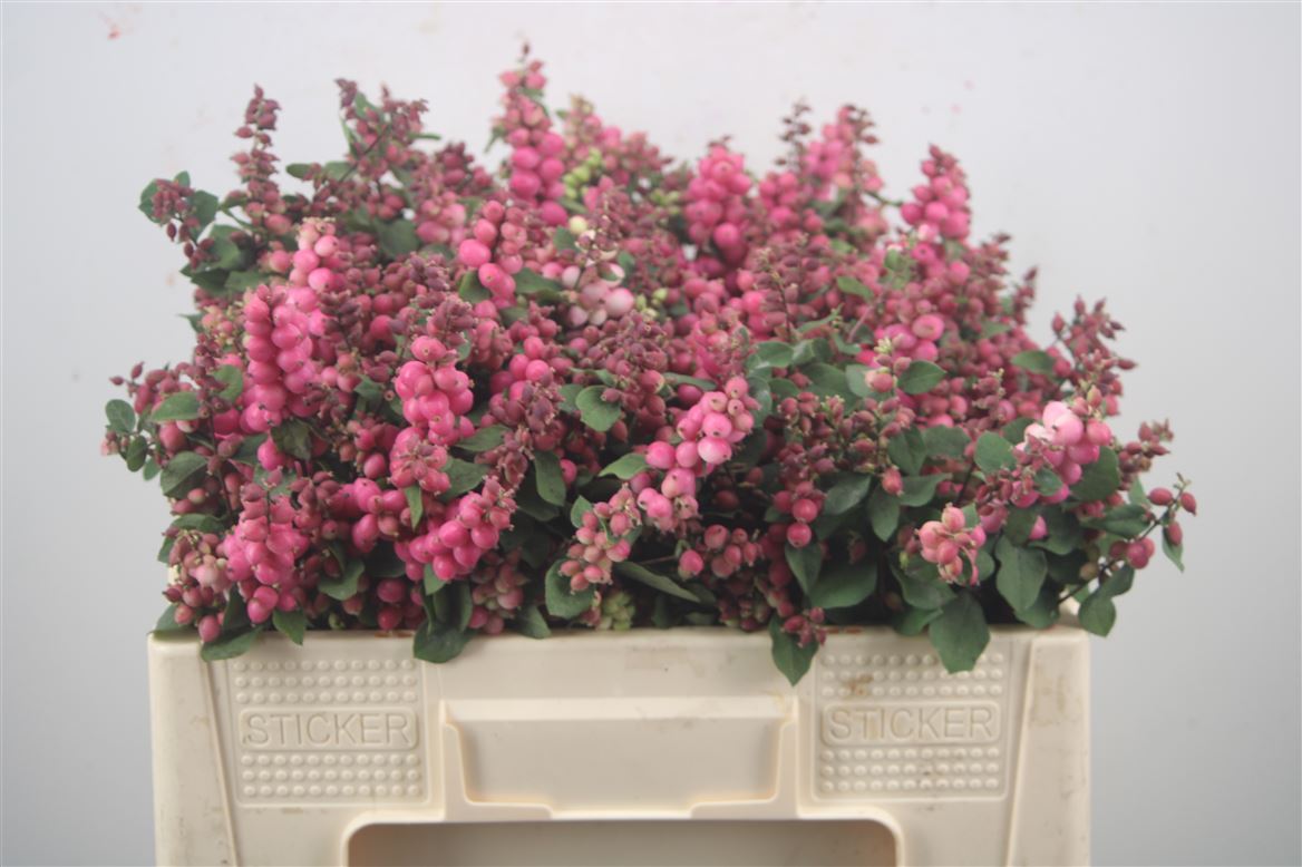 Symphoricarpos Magical Ruby Cascade 50cm