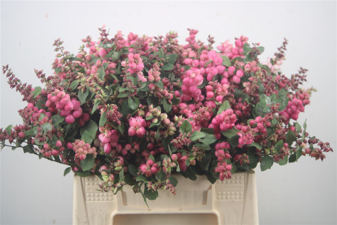 Symphoricarpos Magical Ruby Cascade 40cm