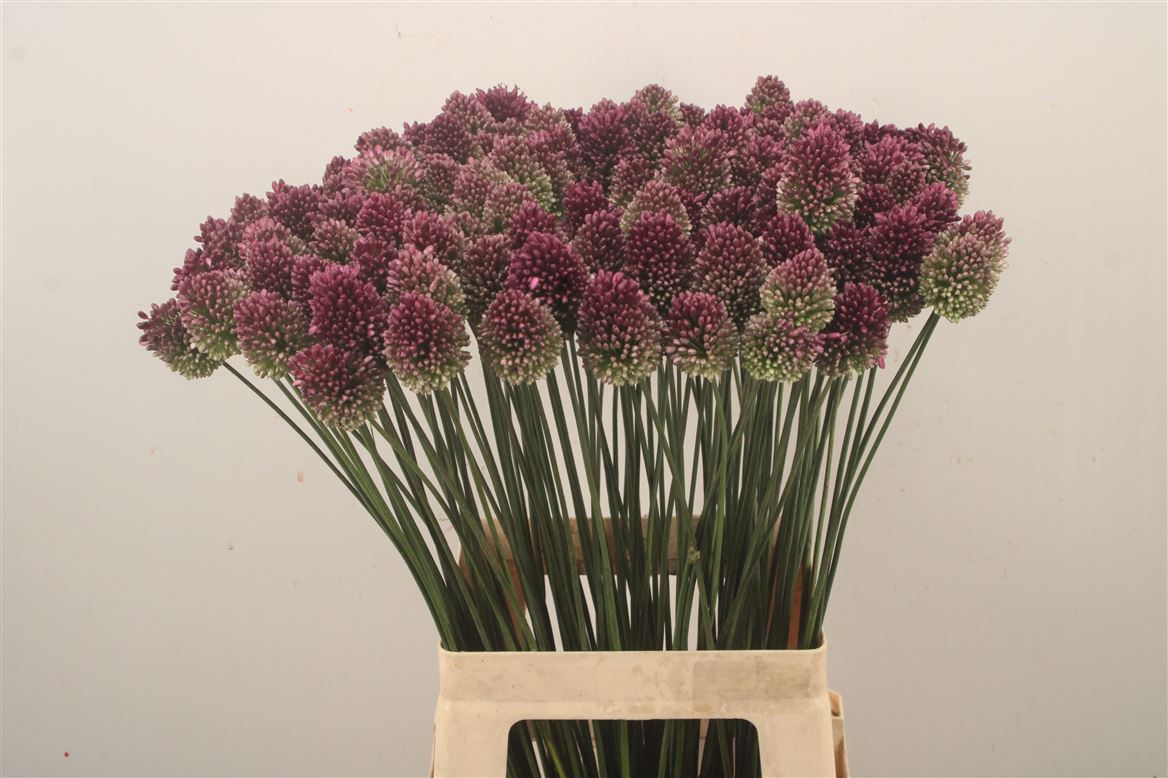 Allium Sphaerocephal 70cm