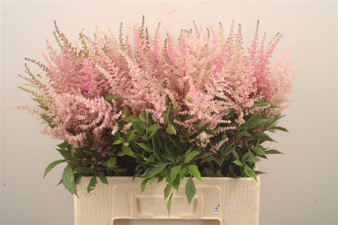 Astilbe Erika 65cm