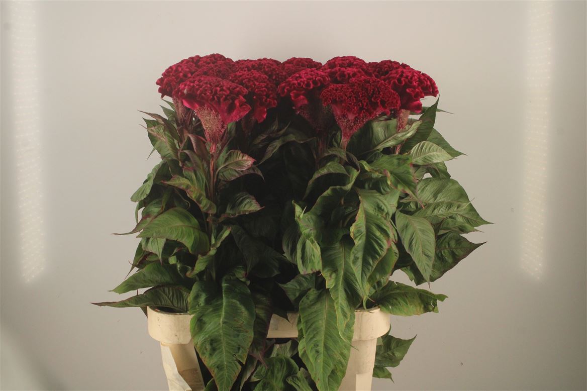 Celosia Indian Summerburgundy 100cm