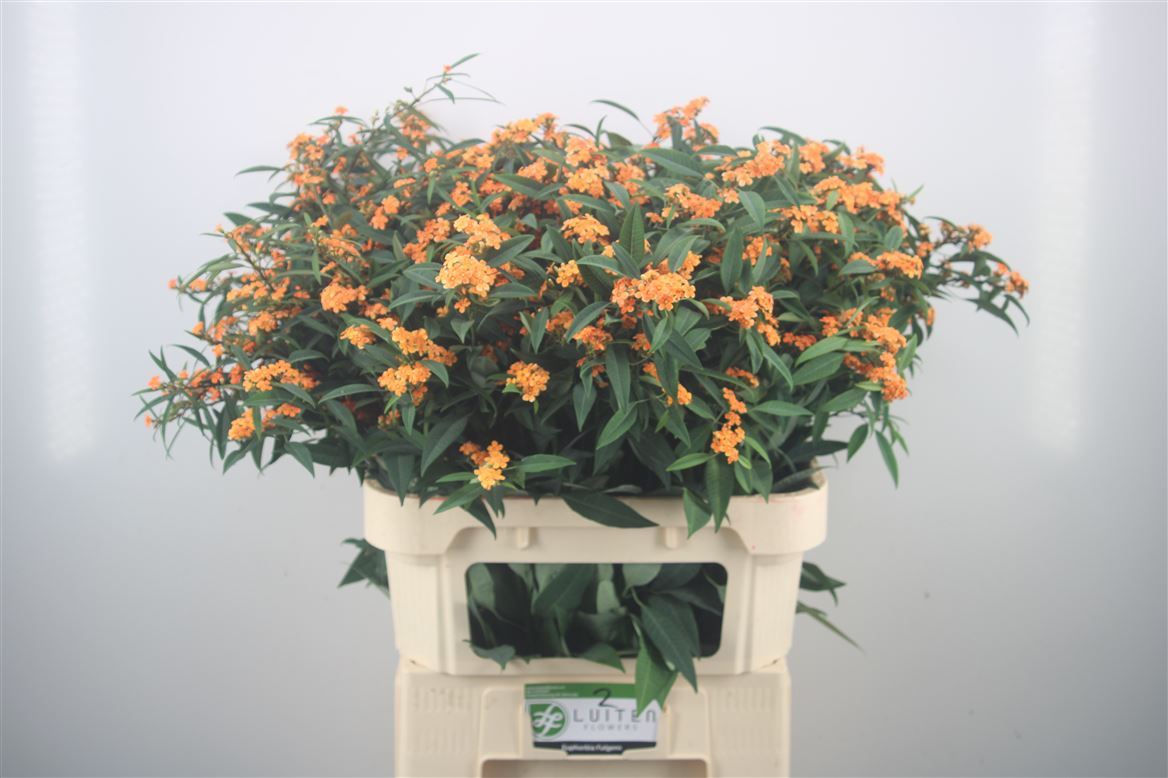 Euphorbia Fulgens Spray Sunstream 80cm 15cm Hd