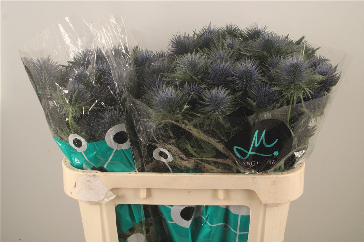 Eryngium Magnetar 70cm