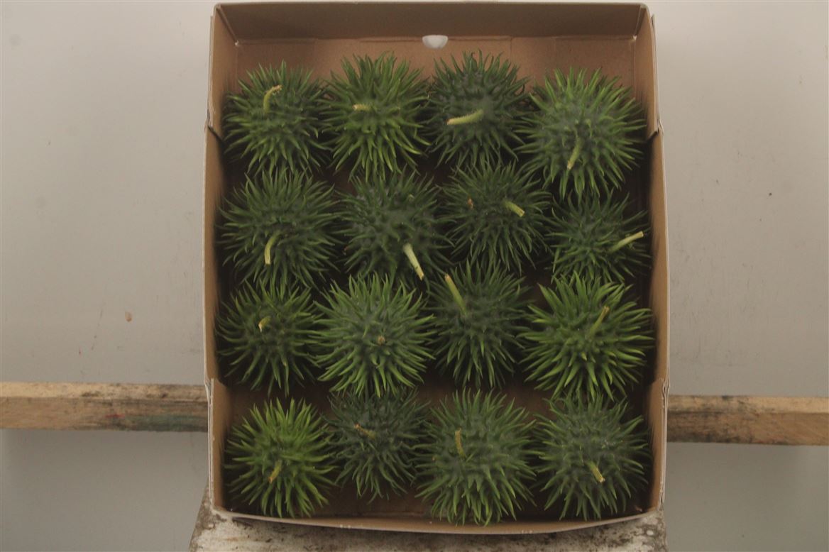 Cucumis Hirsutus 7cm