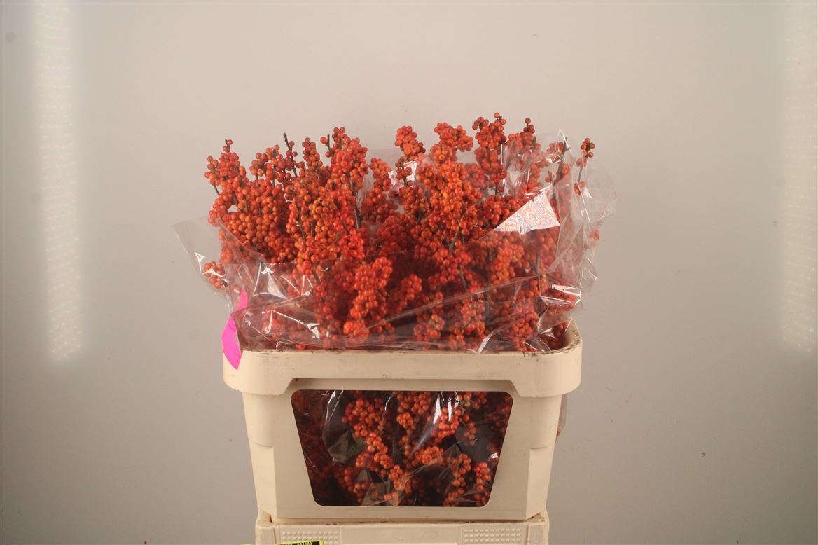 Ilex Verticillata Winter Gold 80cm