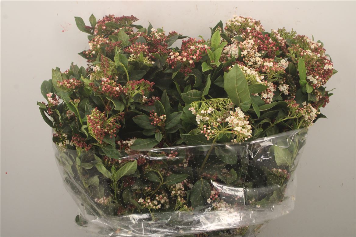 Viburnum Tinus Per Bunch 55cm