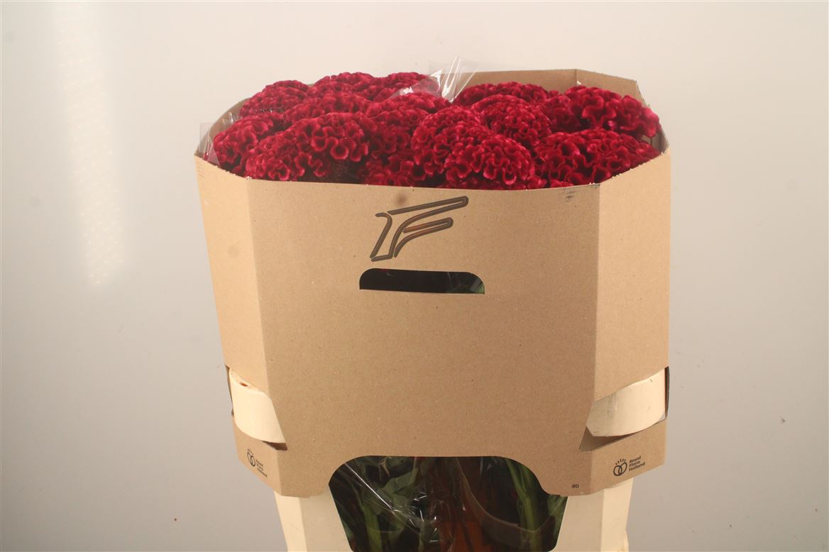 Celosia Clubs Fire 80cm