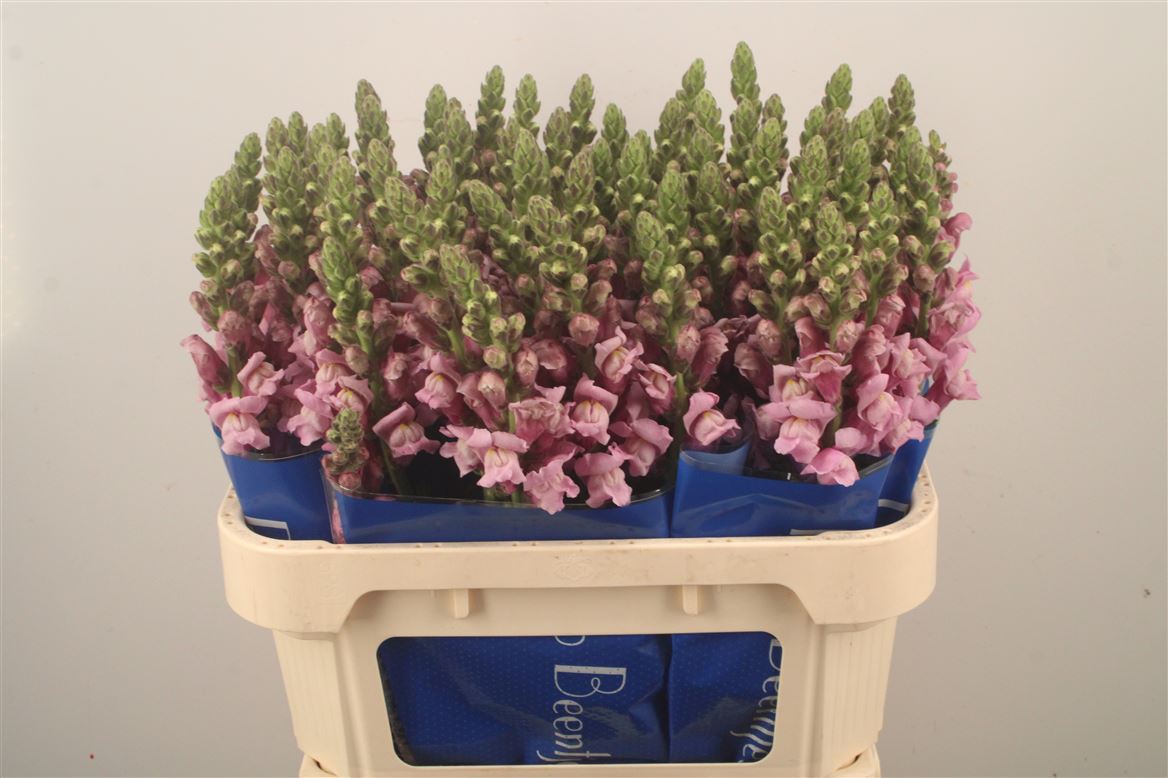 Antirrhinum Potomac Lavender 75cm