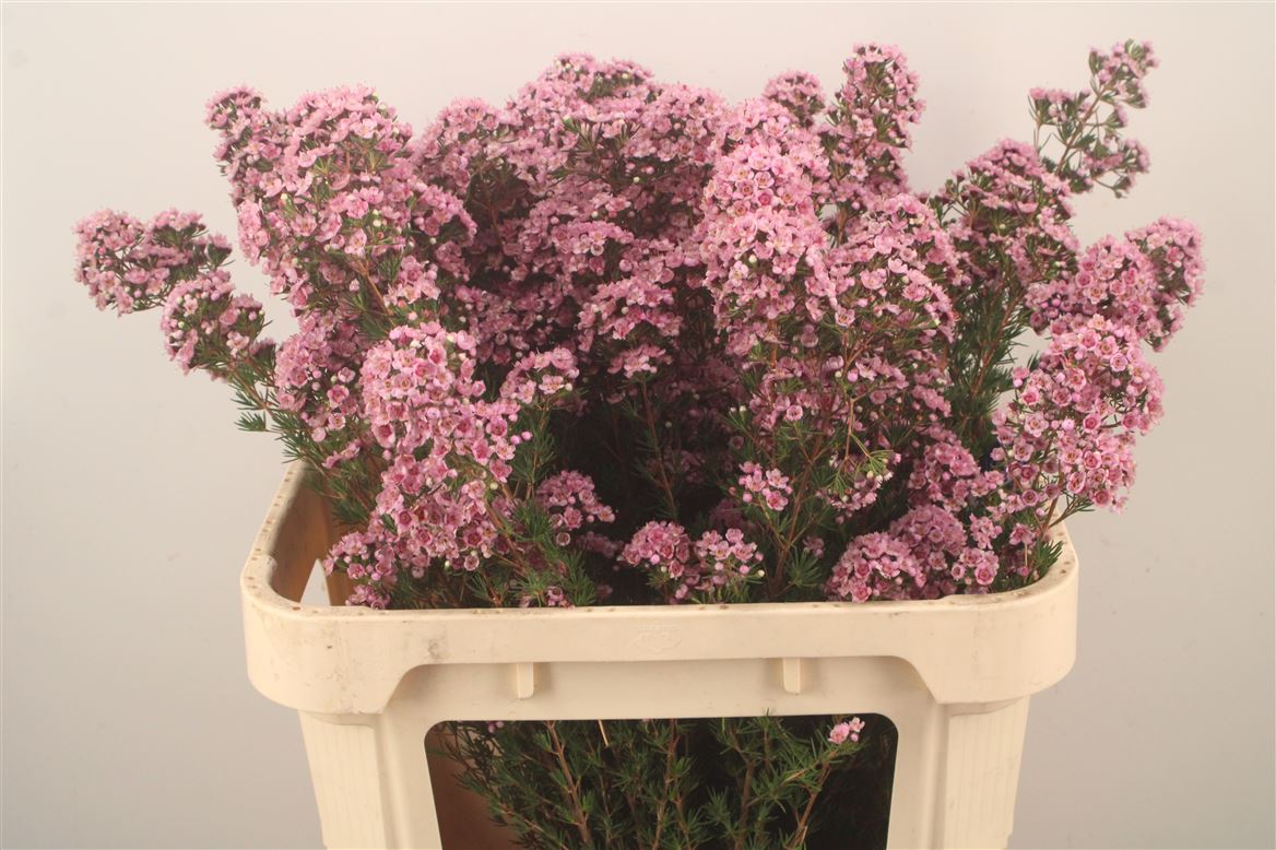 Chamelaucium Paddy's Pink 70cm 40gr.